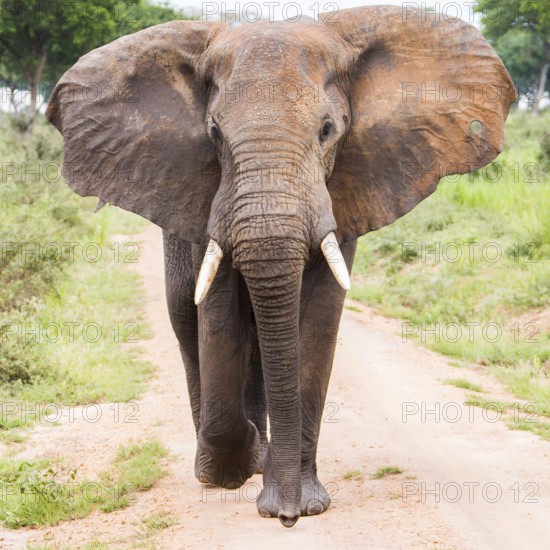 African elephant (Loxodonta africana) frontal with ears spread, bullet hole in ear, Uganda, Africa
