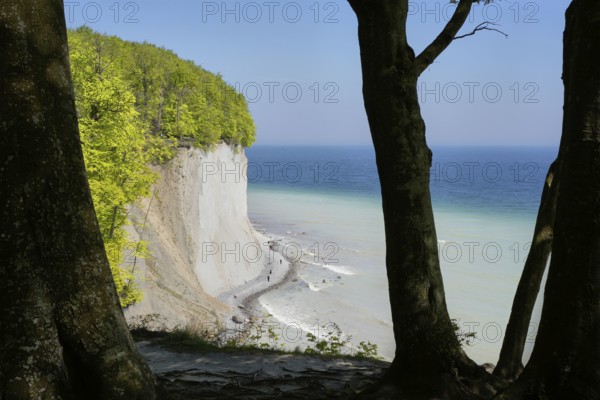 Old beech trees stand on the edge of the cliff, chalk cliffs, down on the beach walkers, on the high shore path, Jasmund National Park, Rügen Island, Baltic Sea coast, Mecklenburg-Western Pomerania, Germany, Europe