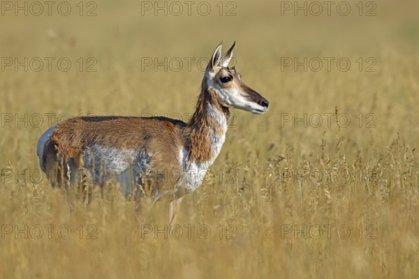 Pronghorn Antelope, Pronghorn, USA, North America