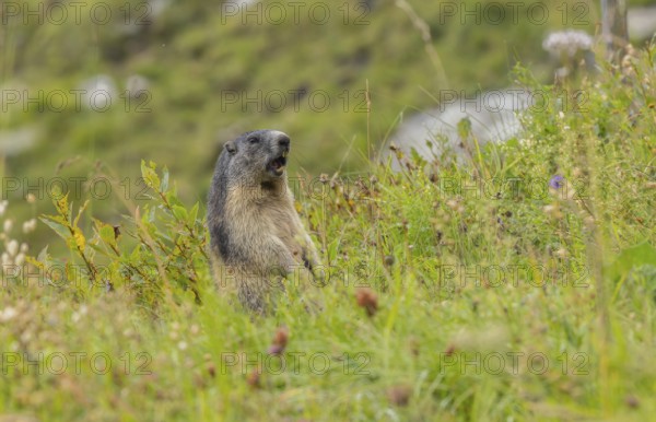Marmots (Marmota), Munggen, Mankei in the Großglockner area