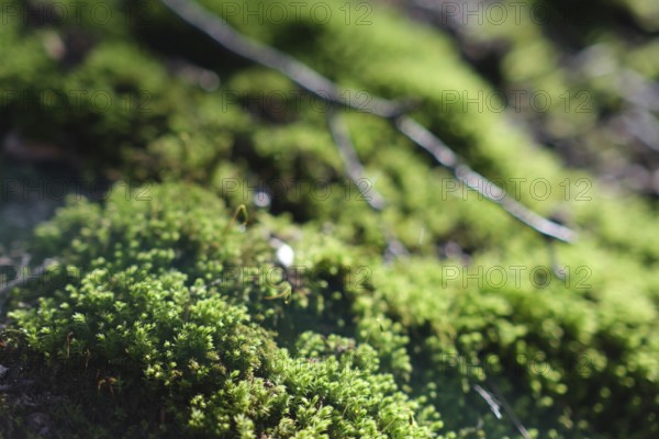 Moss (Bryophyta) with blurred background in a forest, North Rhine-Westphalia, Germany, Europe