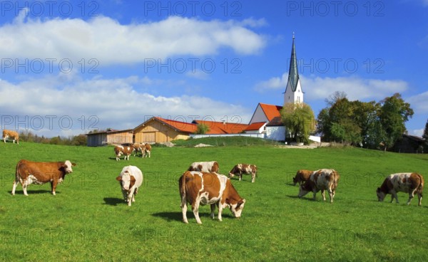 Dairy Cow herd on pasture, brown and white animals, village of Kirchbichl with catholic church, Upper Bavaria, Germany, Europe