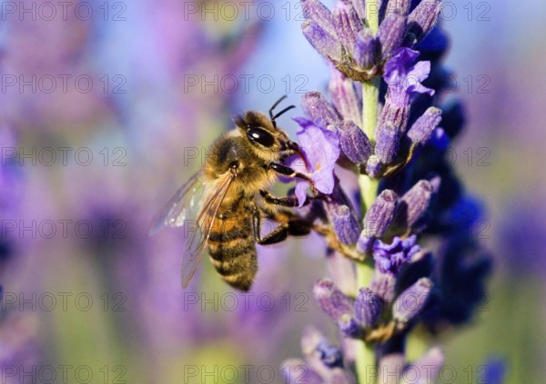 Macro of a Honey bee (Apis mellifera) on a lavender flower (Lavandula angustifolia) France
