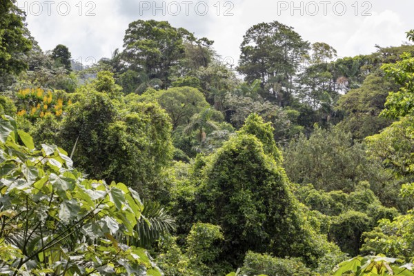 Jungle, Costa Rica, Central America, Latin America, Central America