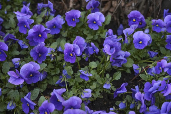 Spring planting with a lot of blue-violet horned pansy (Viola cornuta) in a flower bed in the garden, copy space, selected focus, narrow depth of field