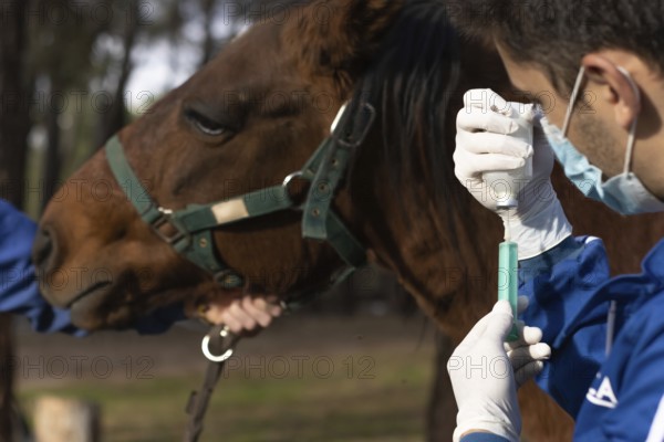 Veterinarian in uniform preparing a vaccine on a farm to animal vaccinate, horizontal horse head background