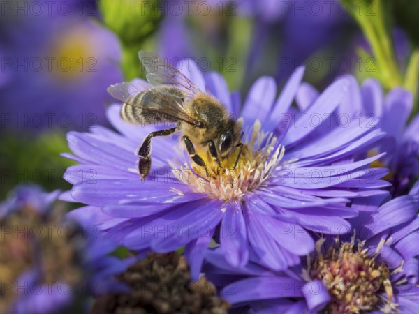 Bee, Asters (Aster), light purple, late summer, garden, Lüneburg, Lower Saxony, Germany, Europe