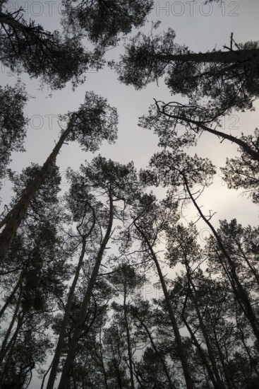 Treetops, Forest, Lower Saxony, Germany, Europe