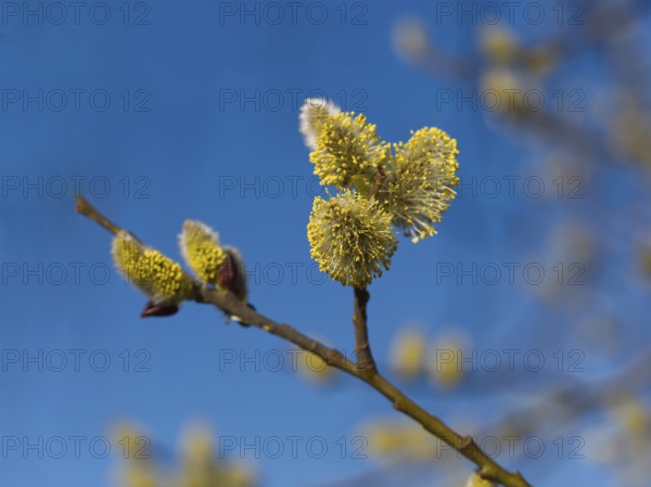 Willow catkins (Salix caprea)