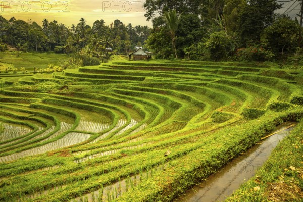 View of the rice terrace in Blimbing and Pupuan. Beautiful hilly fields in the tropical forest of Bali. Green terraces with a view of the landscape from the vantage point in the evening
