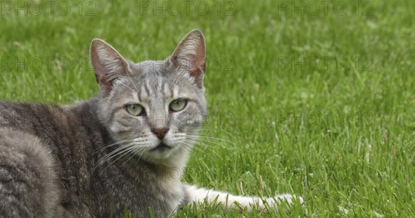 Domestic Cat laying on Grass