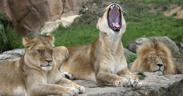 African Lion (panthera leo), Group with One Male and Females, yawning
