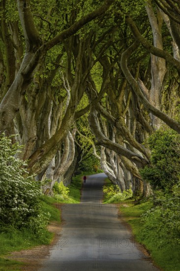 The Dark Hedges, Northern Ireland, UK