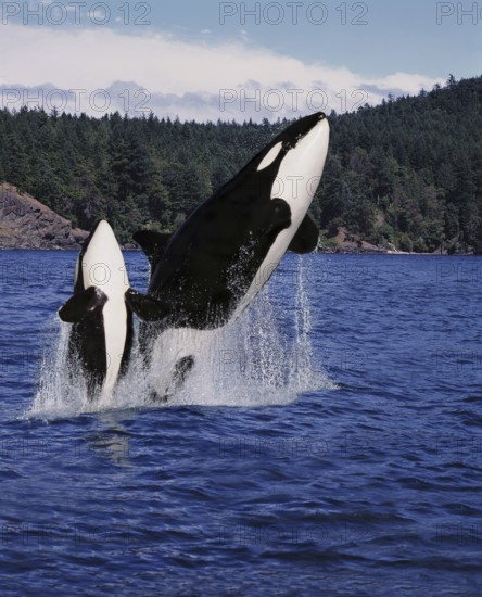 Killer Whale (orcinus orca), Mother and Calf Leaping, Canada, North America