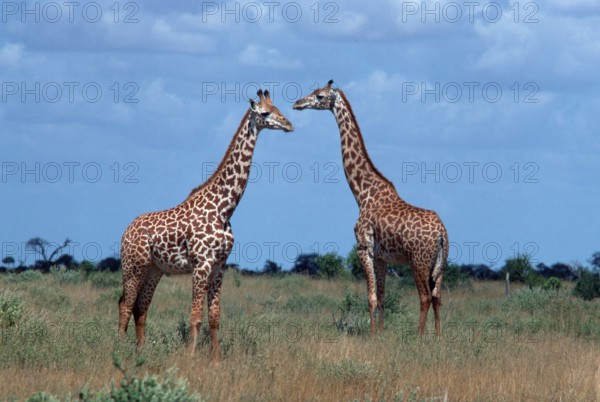 Giraffes (Giraffa camelopardalis), Tsavo national park, Kenya, Africa
