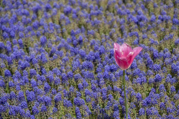 Blooming beautiful colorful natural flowers as floral background