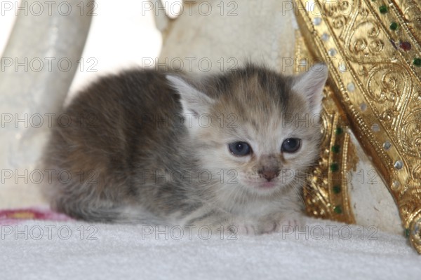 Young domestic cat sitting on Buddha figure