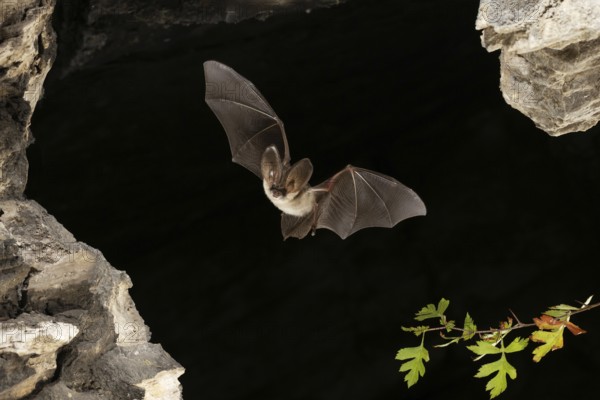 Grey long-eared bat (Plecotus austriacus) in flight, Thuringia, Germany, bat threatened with extinction in Germany, Europe