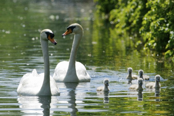 Mute Swan (Cygnus olor) Paar mit Jungen, Hump swan pair with boys