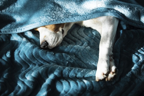 Lazy and sleepy beagle dog under a blue blanket on a bed. Sunny day at home background. Adorable dog concept