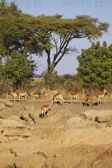 Landscape with impalas at Lower Zambezi National Park, Zambia, landscape with impalas at Lower Zambezi National Park, Zambia, Africa