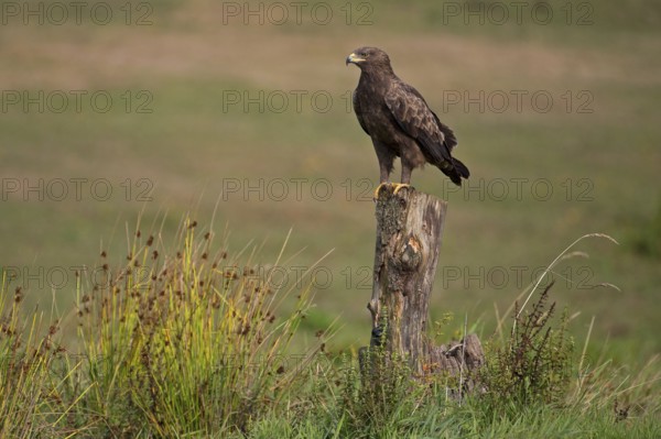 Lesser spotted eagle (Clanga pomarina), Mecklenburg-Western Pomerania, Germany, Europe