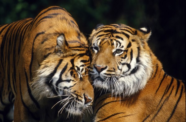 Sumatran Tiger (Panthera tigris sumatrae), greeting behaviour