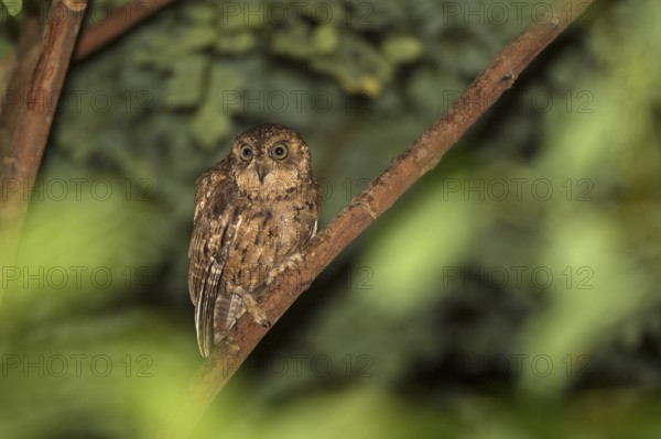Seychelles scops owl (Otus insularis), Mahée, Seychelles, Africa