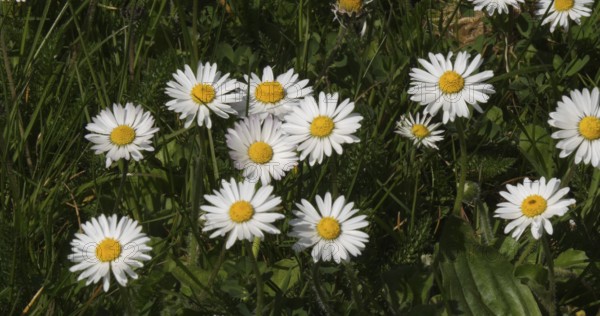 Daisies (Bellis perennis), Normandy in France