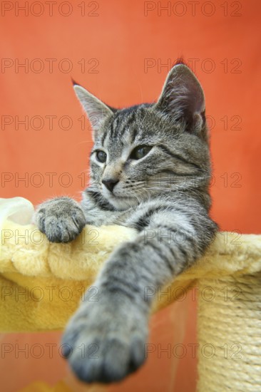 Cat child