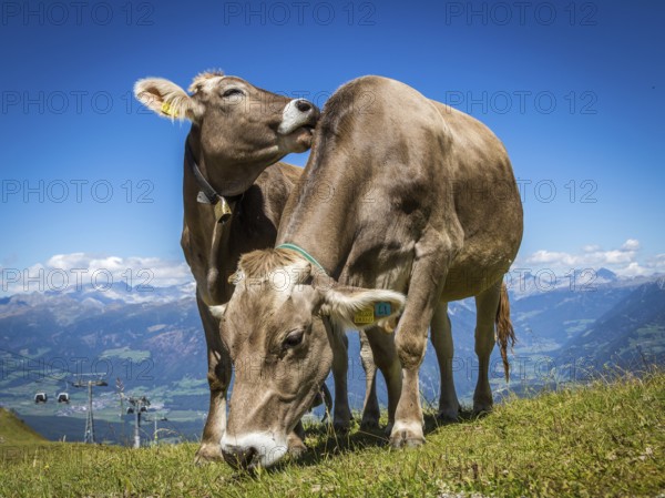 Grazing cows on alpine meadow, in the background view of the Pustertal valley and mountains, Kronplatz, Dolomites, South Tyrol, Italy, Europe