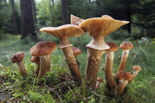 Honey fungus (Armillaria mellea), Schleswig-Holstein, Germany, Europe