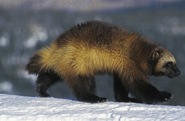 North American Wolverine (gulo gulo) luscus, Adult on Snow, Canada, North America