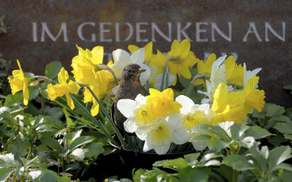 Blackbird (Turdus merula) with daffodils, daffodils, at the grave, spring flowers at the grave, blackbird, blackbird
