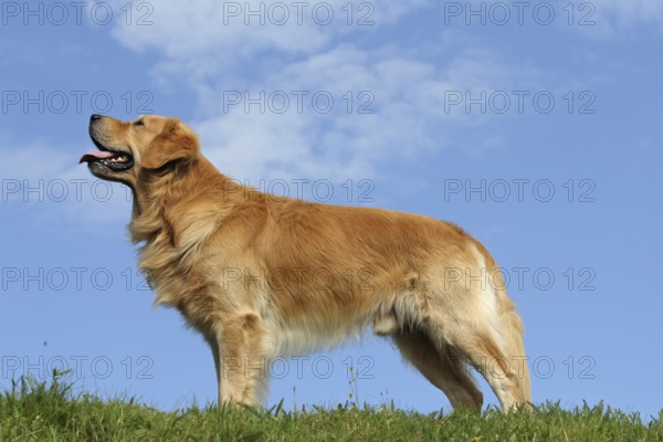 Golden Retriever male, 3, 5 years old stands sideways on the meadow. Blue sky in the background