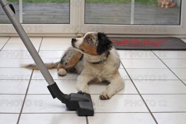 4-month-old Australian Shepherd male lying on the floor in the living room and woman using a hoover