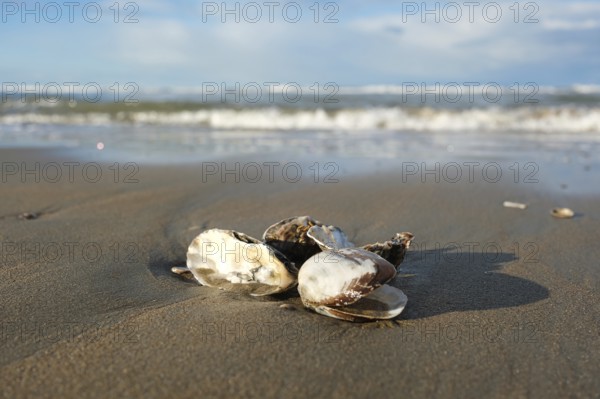 Bivalves (Bivalvia) on the beach, blurred background, North Sea, Zandvoort, Netherlands