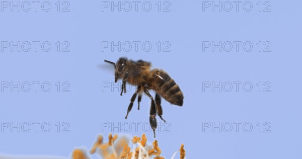 |European Honey Bee (apis mellifera), Bee in Flight, Foraging Flower, Pollinisation Act, Normandy