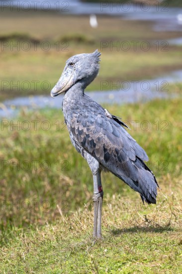 Shoebill (Balaeniceps rex), also Abu Markub, Bangweulu Swamps, Zambia, Africa