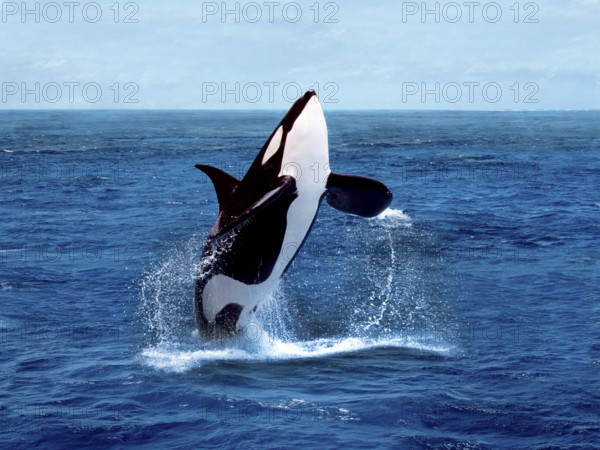 Killer whale (orcinus orca), adult breaches