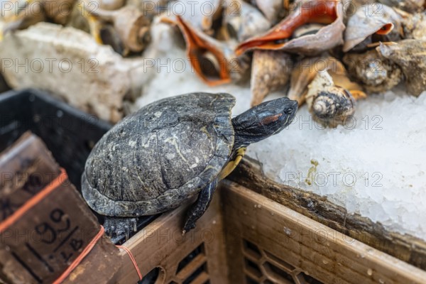 New York. Manhattan. Chinatown. Turtle for sale