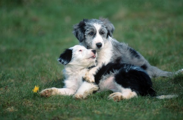 Mixed Breed Dogs, puppies, 8 weeks old (animals) (mammals) (mammals) (domestic dog) (domestic animal) (pet) (outside) (outdoor) (side) (meadow) (lie) (lying) (play) (playing) (young) (puppy) (pair) (pair) (two) (landscape) (horizontal)