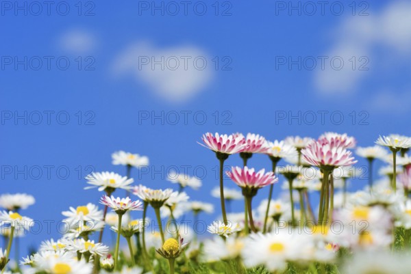 Closeup of many daisies (Bellis perennis) against blue sky and white clouds