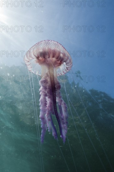 Luminous jellyfish, Pelagia noctiluca, Cap de Creus, Costa Brava, Spain, Europe