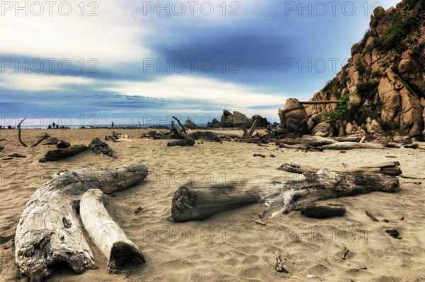 Spongy driftwood on the beach of La Bocana, Baja de Hualtulco, South Pacific Coast, State of Oaxaca, Mexico, Central America