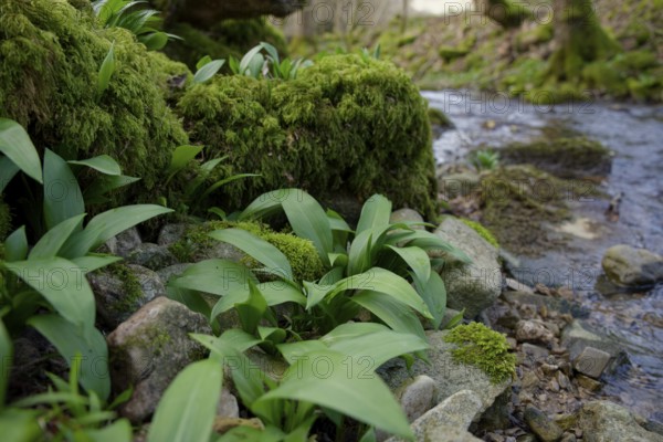 First wild garlic (Allium ursinum) in spring, wild vegetables, Kocher valley, Kocher, Schwäbisch Hall, Hohenlohe, Heilbronn-Franken, Baden-Württemberg, Germany, Europe