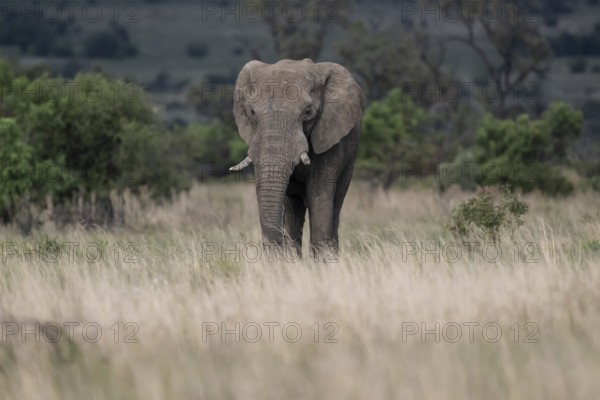 African elephant (Loxodonta africana) bull, Lush Private Game reserve, Pilanesberg National Park, South Africa, Africa