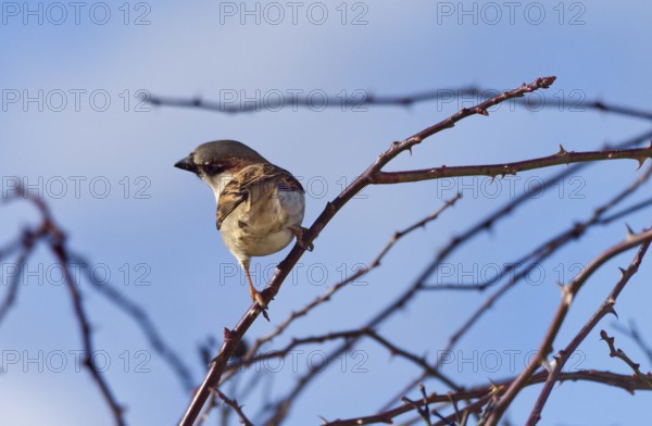 Sparrow (Passer domesticus) on a branch, Kemnat, Steinhausen, Baden- Württemberg, Germany, Europe