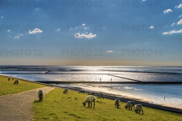 Sheep grazing on the pasture next to a mudflat at sunset, Wadden Sea, Norddeich, East Frisia, Lower Saxony