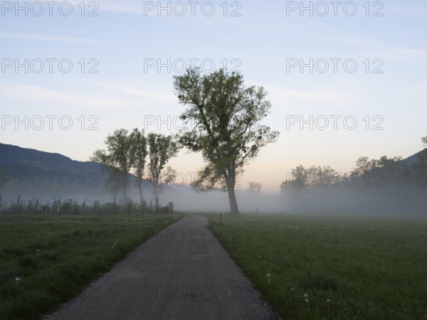 Dawn over a country lane, early morning fog in a meadow, near Irdning, Ennstal, Styria, Austria, Europe
